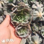 500Pcs Echeveria Desert Star Cuttings