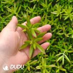 500Pcs Sedum Adolphii Firestorm Cuttings
