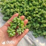 500Pcs Sedum Elegans Cuttings