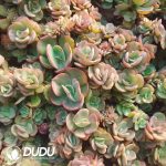 500Pcs Echeveria Suyon Cuttings