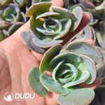 500Pcs Echeveria Dust Rose Cuttings