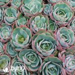 500Pcs Echeveria Amistar Cuttings