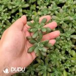 500Pcs Echeveria Macdougallii E.Walther Cuttings