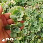 500Pcs Echeveria Chao Lu Cuttings