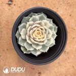 Echeveria Onslow Variegated