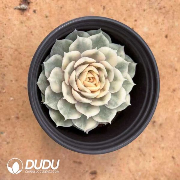 Echeveria Onslow Variegated - Image 1