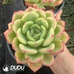 Echeveria Salmon