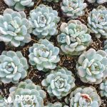 500Pcs Echeveria Monroe Cuttings