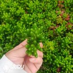 500Pcs Sedum × Rubrotinctum R.T.Clausen Cuttings