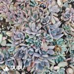 500Pcs Graptoveria Debbi Cuttings