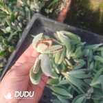 500Pcs Kalanchoe Eriophylla Cuttings