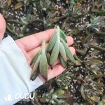 500Pcs Kalanchoe Tomentosa Chocolate Soldier Cuttings