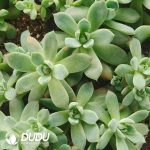 500Pcs Echeveria Alba Beauty Cuttings