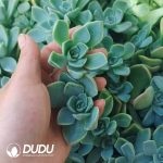 500Pcs Graptoveria Harry Watson Cuttings