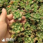 500Pcs Echeveria Chanel Cuttings