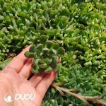 500Pcs Echeveria Dream Rose Cuttings