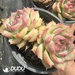Echeveria Crystal Rose Double Heads