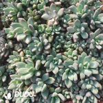 500Pcs Pachyphytum Rouge Beauty Cuttings