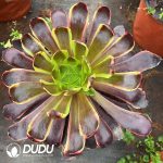 Aeonium Super Bang