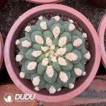 (Grafted)Gymnocalycium Saglionis Thornless