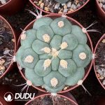 (Seed Grown)Gymnocalycium Saglionis Thornless