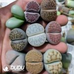 Lithops Mixed