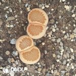 Lithops Variegation Double Haead - Image 3