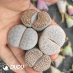 Lithops Mixed