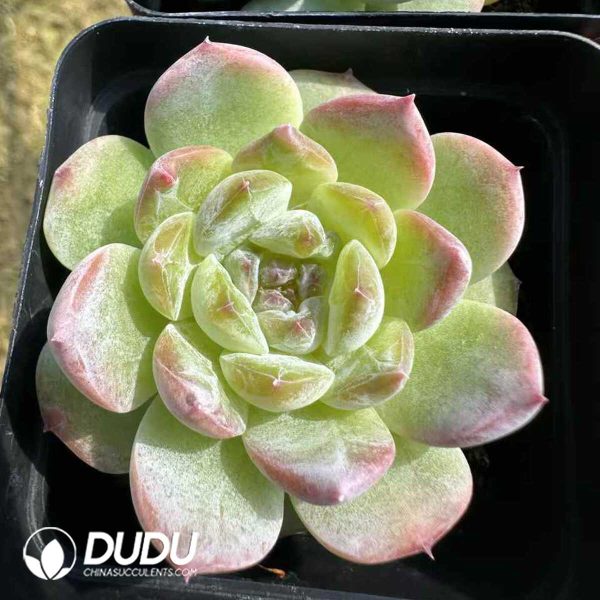 Echeveria Crystal Grape - Image 1