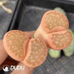 Lithops Variegation Double Haead