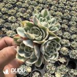 Echeveria Lenore Dean Clustering 4 heads