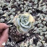 Echeveria Lovely Rosa Variegated