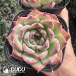 Echeveria Peach