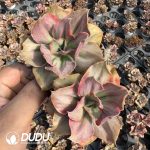 Echeveria Mini Gossaon Variegated Double Heads