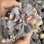 Echeveria Exotic Variegated