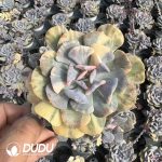 Echeveria Exotic Variegated Clustering
