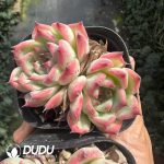 Echeveria Peach Double Heads