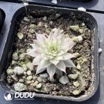 Sempervivum white Variegated
