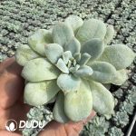 Echeveria Rose Angel