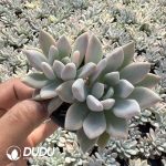 (Marginata Variegated)Graptoveria Opalina Variegated Double Head