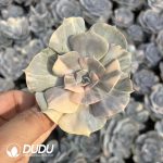 Echeveria Pollux Variegated