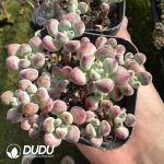 Sedum Tom Comics Clustering