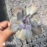 Echeveria Love Pearls