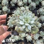 Echeveria Blue Apple Monstrose