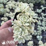 Echeveria Debra Variegated