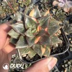 Echeveria Monocerotis variegated