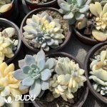 Echeveria Monroe Variegated Cristata