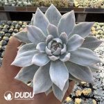 Echeveria Blue Bird Variegated