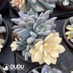 Echeveria Monroe Half Variegated