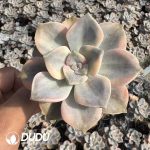 Graptopetalum Purple Delight Variegated